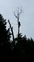 Tree work